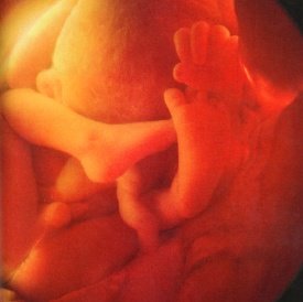 third trimester fetus