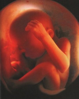 the unborn child