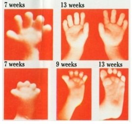 development of the hands and feet